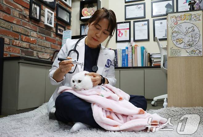 장경미 세계로동물의료센터 원장이 23일 서울 관악구 병원에서 고양이를 진료보고 있다. 2025.4.24/뉴스1 ⓒ News1 김명섭 기자