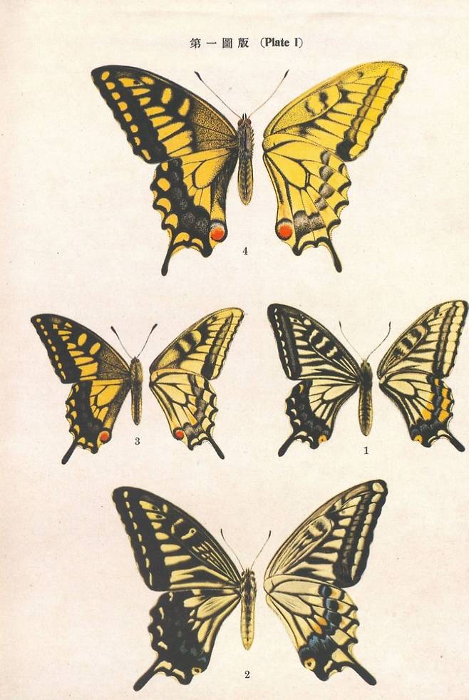 1934년 일본인 연구자 둘과 함께 출간한 나비도감 '원색 조선의 접류'.  조복성은 수많은 현장 답사를 통해 축적한 나비의 특징을 포착해 생생하고 화려한 색채의 세밀화를 그렸다. 이 책은 그가 주류 학계로 진입하는 계기가 됐다. '조선의 접류' 앞부분에 실린 조복성의 나비 세밀화.