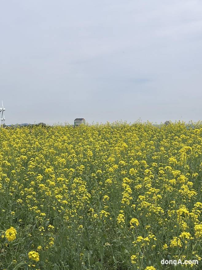 안성팜랜드에는 3만평 규모의 유채밭이 조성돼 있다. 황소영 기자 fangso@donga.com