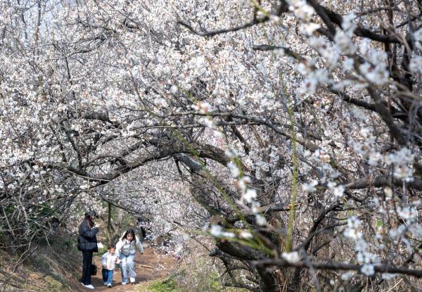 경남 양산시 원동면 순매원에 매화가 활짝 만개해 봄꽃 구경을 나온 나들이객들로 북적이고 있다. 이원준 기자