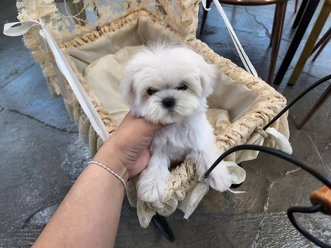 지난 2022년 7월 파양 위기에 처했던 마리의 사진. 당시 마리는 생후 4개월의 퍼피였다. 김지영씨 제공