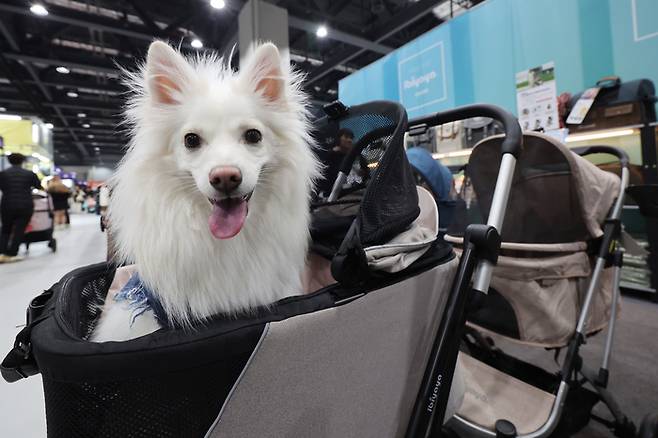 서울 강서구 코엑스 마곡에서 열린 ‘2025 PET&MORE 서울 반려동물 박람회’를 찾은 참관객의 반려견. 2025.3.2 [사진 = 연합뉴스]