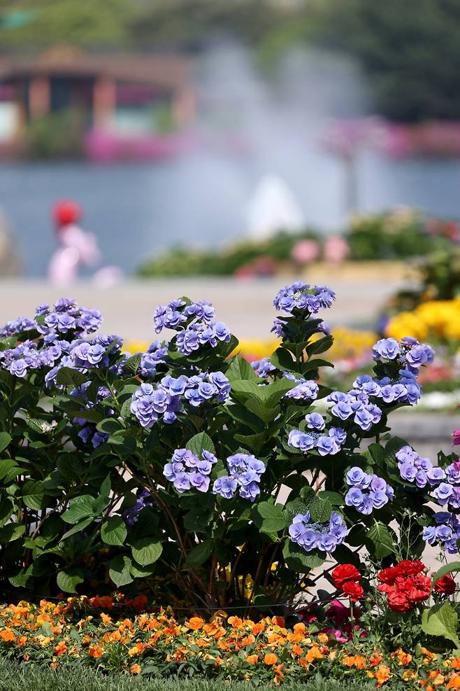 2025고양국제꽃박람회가 지난 25일 일산호수공원에서 화려하게 개막했다. / 사진제공=고양특례시