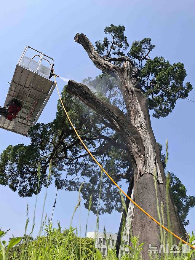 [서울=뉴시스] 김근수 기자 =  24일 서울 서초역 인근에서 서초구 관계자가 천년향 나무 세척 작업을 하고 있다.서초역의 약 900년 된 보호수 '천년향'은 서초구가 아시아·태평양 사법정의 허브로 성장하는 데 상징적 역할을 하며, 구는 이 지역을 세계적 사법정의 중심지로 키우기 위한 다양한 활동과 함께 향나무 후계목을 심어 가치를 계승하고 있다. (공동취재) 2025.04.24. photo@newsis.com