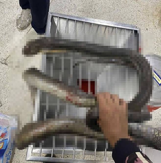 [서울=뉴시스] 수핀 완펜에게 제압당한 몸길이 3m 킹코브라.(사진=페이스북 갈무리) *재판매 및 DB 금지