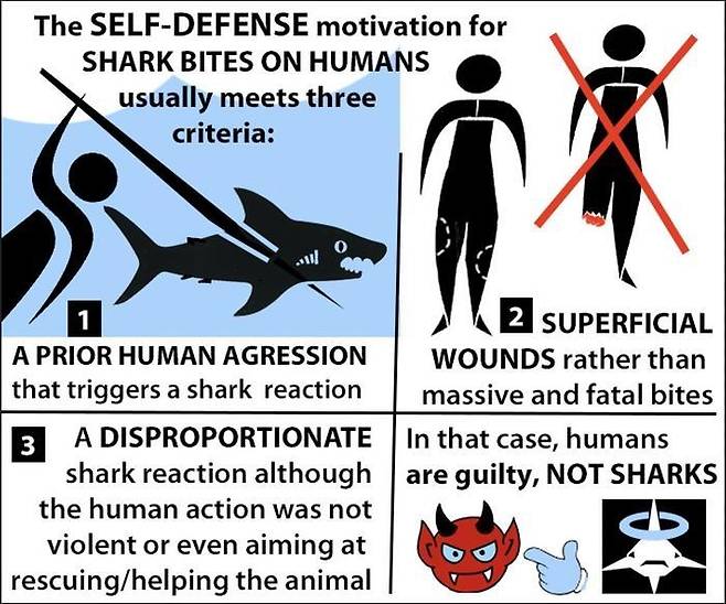 상어는 억울하다…"상어 공격은 자기방어 행동일 가능성 커" 다음 기준에 해당할 경우 상어의 공격은 자기방어 동기에 따른 것일 수 있다. 1. 인간의 공격이 상어의 반응을 유발한 경우, 2. 치명적인 큰 상처가 아닌 표면적 상처만 난 경우, 3. 인간의 행동이 폭력적이지 않았거나 구조·구호 목적이었음에도 상어가 과도한 반응을 보인 경우. 이런 경우에는 상어가 아니라 인간에게 책임이 있다. [Eric Clua 제공. 재판매 및 DB 금지]