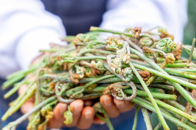 제주의 고사리 [제주관광공사 비짓제주 제공, 재판매 및 DB 금지]