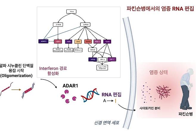 국내 연구진은 파킨슨병 신경 염증의 핵심이 유전물질(RNA) 편집이라는 사실을 밝혔다./ 카이스트 제공