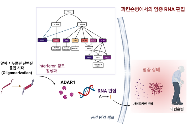 파킨슨병에서의 염증RNA 편집 모델 도식