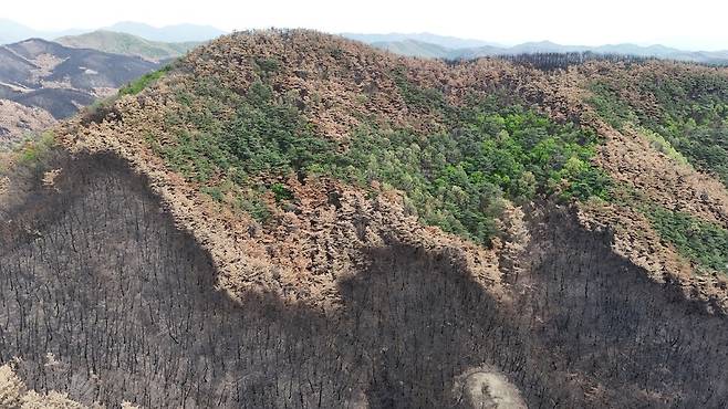 2025년 4월19일 경북 의성군 점곡면 점곡저수지 주변 산불 피해 현장. 소나무 단순림에서 일어난 비화(飛火)로 우듬지까지 까맣게 불탄 영역과 수간화(樹幹火·서 있는 나무의 줄기를 태우는 산불)에 그친 갈색 영역, 활엽수 중심의 파릇파릇한 영역이 뚜렷하게 구분된다. 지리산사람들 제공