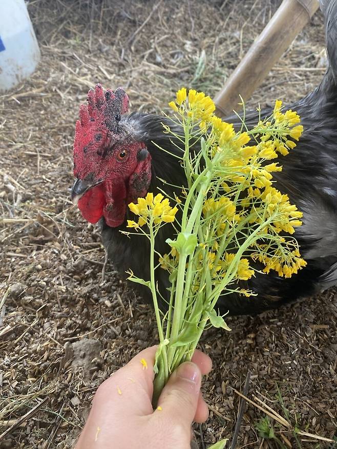 오동이에게 당한 방이의 모습. 방이의 빠른 회복을 기원하며.