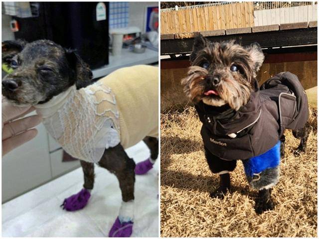 지난해 불법 번식장 화재에서 화상을 입은 채 구조돼 치료를 받고 있는 동산(왼쪽)이 지금은 건강을 회복하고 가족을 기다리고 있다. 비글구조네트워크 제공