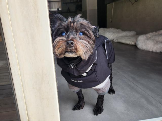 산책도 잘하고 실내 배변도 잘 가리는 동산이 입양 가족을 기다리고 있다. 비글구조네트워크 제공