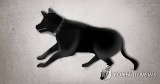 동물학대 이미지. 연합뉴스.