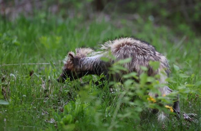 지난 24일 오후 인천시 연수구 송도동 수변 산책로에서 '개선충'에 감염된 것으로 보이는 너구리가 이동하고 있다. /사진=연합뉴스