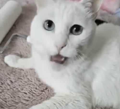 배우 김정난이 반려묘 루루의 감동적인 투병 소식을 전했다. 사진=김정난 SNS