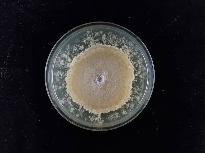 콜레토트리쿰 트룬카툼(Colletotrichum truncatum). 콩에 존재하는 곰팡이 종이자 식물 병원체[출처 : 어주경 국립생태원 선임연구원]