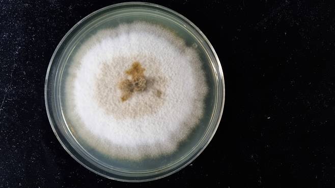 페지쿨라(Pezicula). 컵버섯과의 균류[출처 : 어주경 국립생태원 선임연구원]