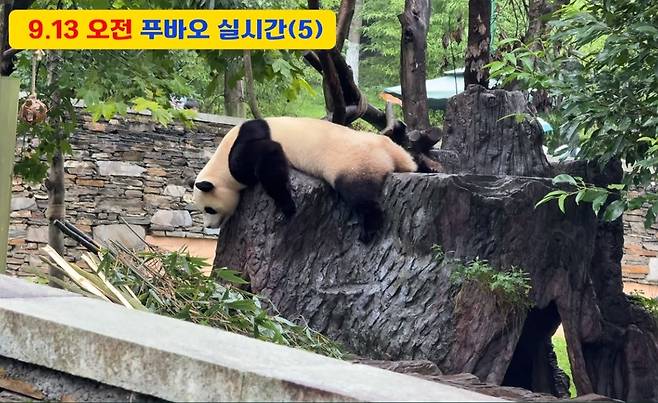 지난해 8~9월 푸바오가 이상증세를 보일때 판다센터는 “가임신 증상”이라고 밝힌바 있다. 당시에는 이번 같은 복부팽만이 없이 오히려 매우 마른 상태였다. [푸바오 팬 영상 캡쳐]