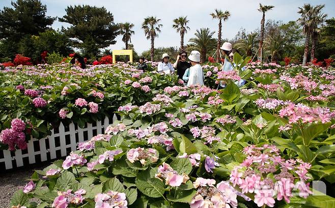 [서귀포=뉴시스] 우장호 기자 = 맑은 날씨를 보인 27일 오전 제주 서귀포시 남원읍 휴애리자연생활공연에 여름의 시작을 알리는 수국이 활짝 피어나 관람객들의 시선을 끌고 있다. 2025.04.27. woo1223@newsis.com