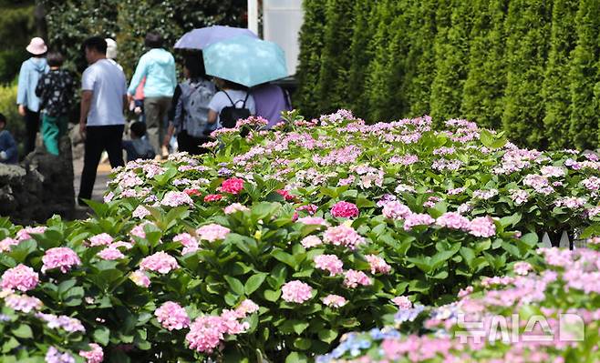 [서귀포=뉴시스] 우장호 기자 = 맑은 날씨를 보인 27일 오전 제주 서귀포시 남원읍 휴애리자연생활공연에 여름의 시작을 알리는 수국이 활짝 피어나 관람객들의 시선을 끌고 있다. 2025.04.27. woo1223@newsis.com