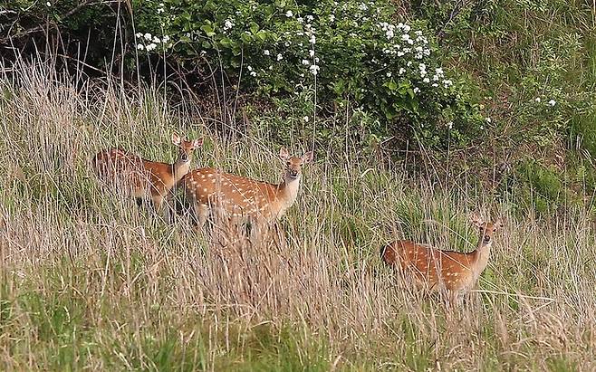 인천시 옹진군 굴업도에서 한가로이 풀을 뜯던 꽃사슴이 인기척에 놀라 한 곳을 쳐다보고 있다. 연합뉴스