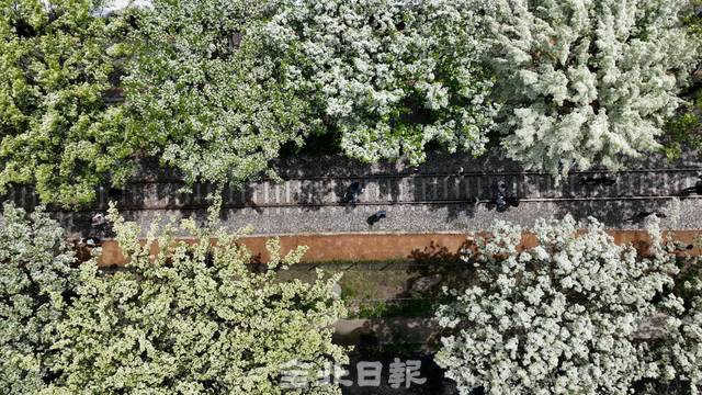 전주시가 이팝나무 개화기에 맞춰 팔복동 제1산업단지 철길을 한시 개방한다. 오세림 기자