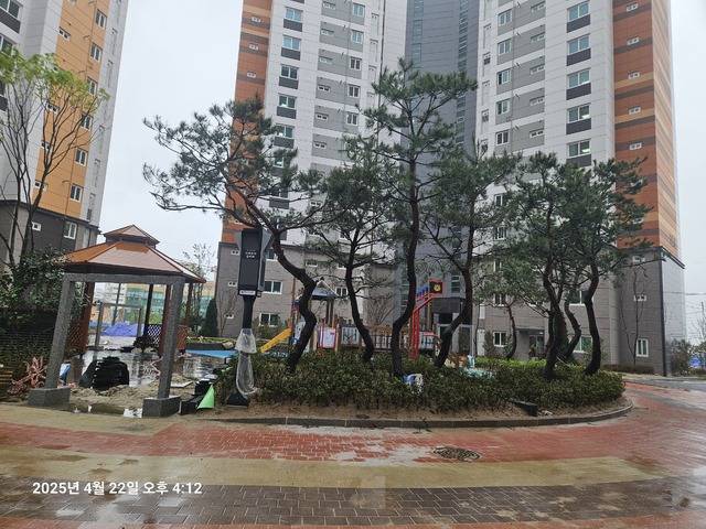 고창 광신프로그레스 아파트가 ‘명품 조경’이라며 식재해 놓은 소나무들의 모습. 박현표 기자