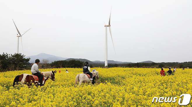 3월 31일 오전 제41회 서귀포 유채꽃 축제가 열리고 있는 제주 서귀포시 표선면 가시리 유채꽃 광장에서 상춘객들이 승마 체험을 즐기고 있다.2024.3.31./뉴스1 ⓒ News1 오미란 기자