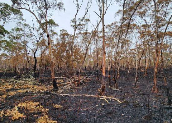 산불로 파괴된 국립공원. 코알라의 먹이인 식물도 전소해, 코알라들은 곧 식량 부족 사태에 직면하게 될 것으로 보인다. 호주 빅토리아주 정부