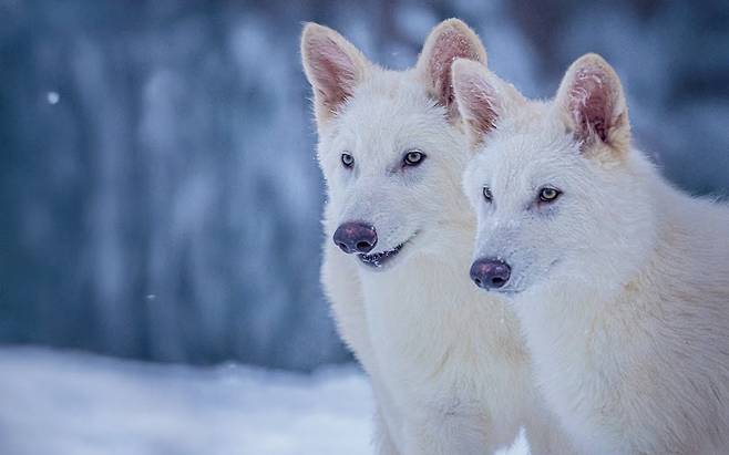 다이어 울프 특징이 있는 늑대 수컷 로물루스와 레무스. 생후 3개월 때 모습. / 사진 콜로설바이오사이언스
