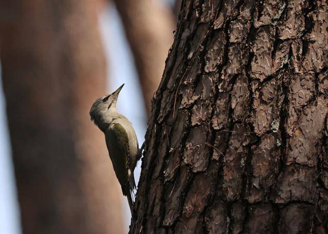 이달 8일 강원 강릉시 초당동 도심 소나무 숲에서 청딱따구리가 나무 위에 앉아 있다. 강릉=연합뉴스