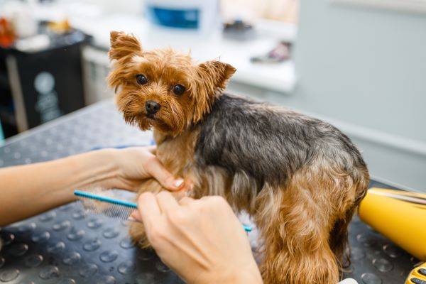 윤기 나던 반려견의 털이 푸석해지면서 빠지기 시작했다면 건강 이상을 의심해봐야 한다./사진=클립아트코리아