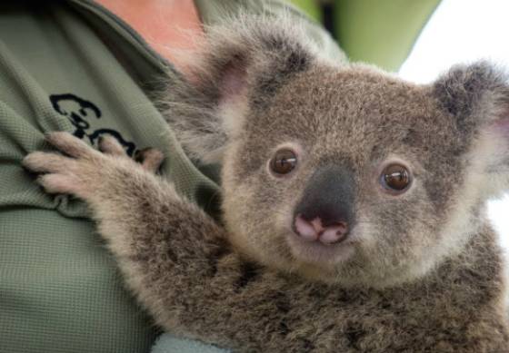 호주 빅토리아주 정부가 항공기를 이용해 700여 마리의 야생 코알라를 총살하기로 했다. 사진은 본 기사 내용과 무관. [사진=유튜브 @MashupZone]