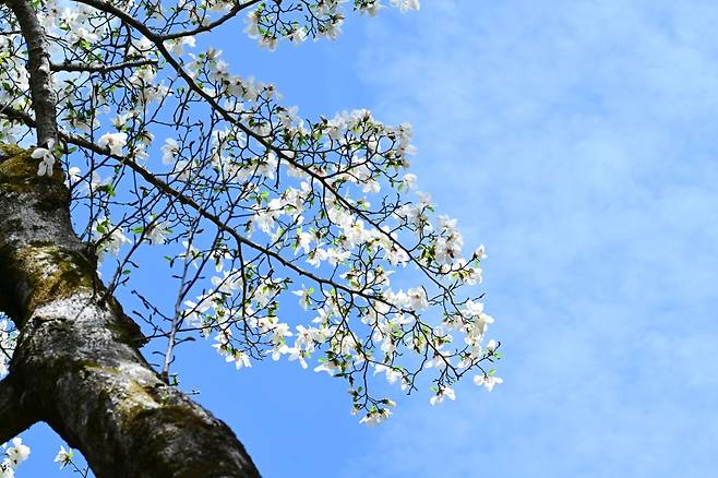 제주 자생 국내 최고령 목련이 지난 24일 만개했다.  (사진, 산림청 난대아열대산림연구소)