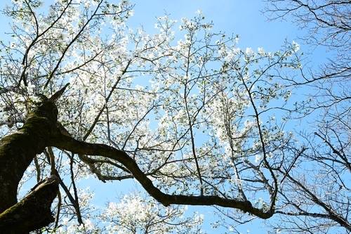 ▲ 국내 최고령 목련 만개 [산림청 국립산림과학원 난대·아열대산림연구소 제공=연합뉴스]
