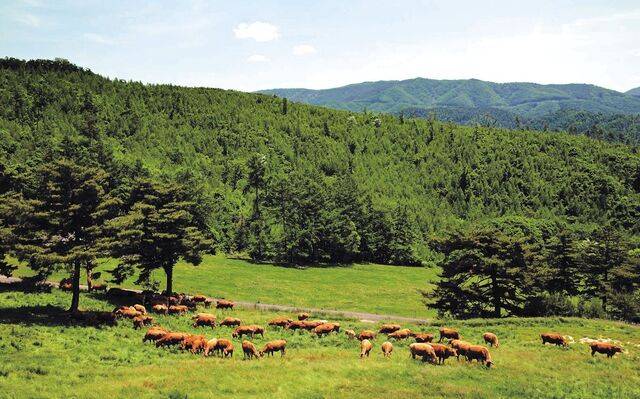 설성푸드의 무항생제 한우 목장 전경. 설성푸드 제공