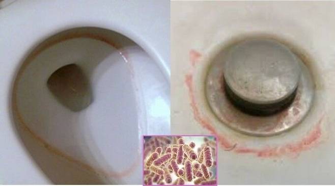 화장실에서 볼 수 있는 붉은 잔여물이 세라티아 마르세센스(Serratia marcescens)라는 박테리아의 일종일 가능성이 있다는 보도가 나왔다. [레딧]
