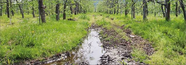 유씨의 과수원 중 무굴착 땅속배수 기술이 적용되지 않은 곳의 모습. 배수가 원활하지 않아 물웅덩이가 생겨 진입하기 어려운 상태다.