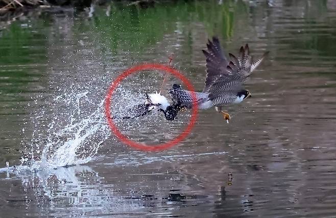 장다리물떼새 사냥에 성공한 매 [촬영 유형재]