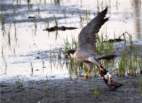 인기척에 놀라 날아가려는 매 [촬영 유형재]