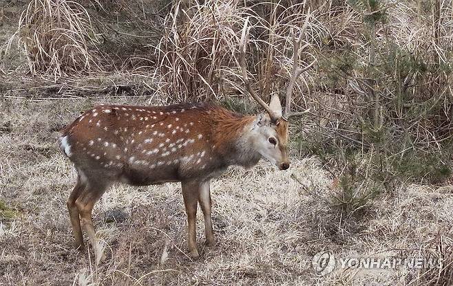 꽃사슴 [연합뉴스 자료사진]