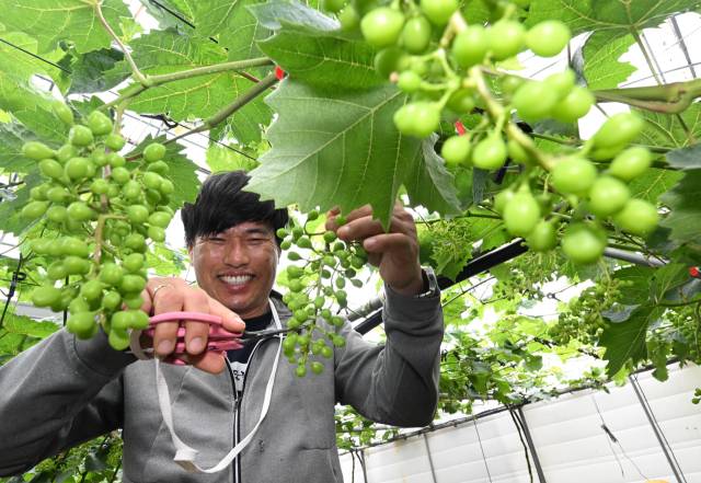 김병고씨가 함안군 칠북면의 샤인머스캣 농장에서 탐스런 포도송이를 만들기 위해 알을 솎아내고 있다./성승건 기자/