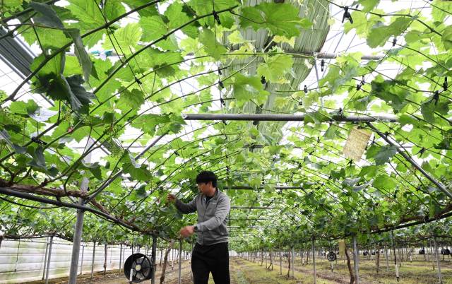 김병고씨가 함안군 칠북면의 한 샤인머스캣 농장에서 탐스런 포도송이를 만들기 위해 알을 솎아내고 있다./성승건 기자/