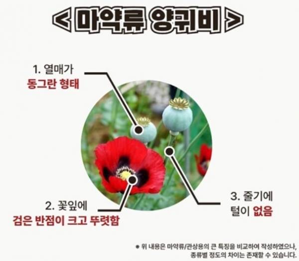 제주서부보건소 제공