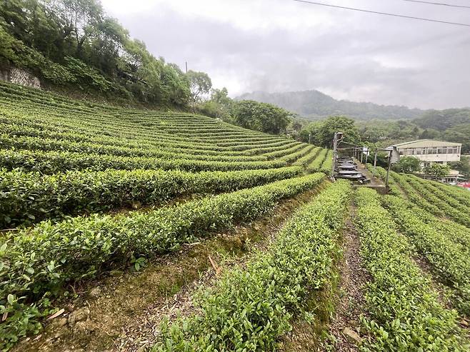 IMG_4231.JPG <대만 직장인> 음식 사진과 대만 이모저모