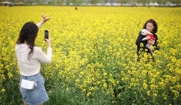 경남 창녕군 남지읍 창녕 낙동강 유채단지에서 상춘객이 봄기운을 만끽하고 있다. [사진=연합뉴스]