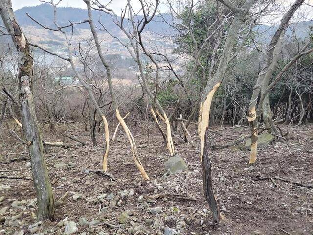 전남 영광군 안마도에서 꽃사슴으로 인해 고사한 수목. 환경부