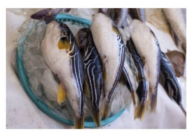 사진 제공=식약