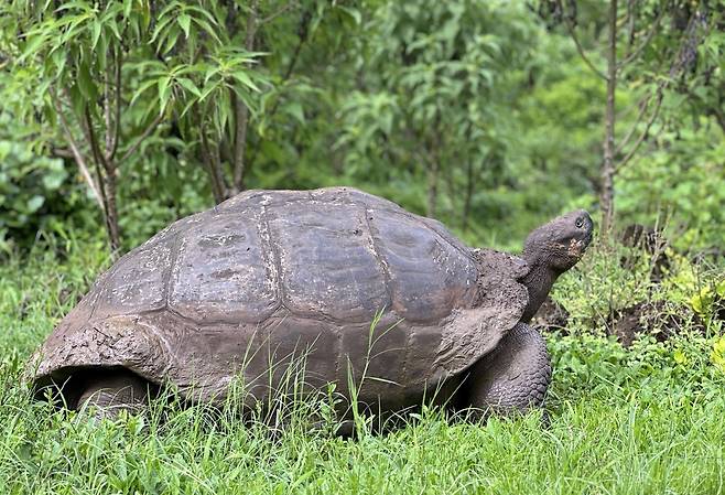 갈라파고스땅거북 (푸에르토아요라=연합뉴스) 이재림 특파원 = 지난 23일(현지시간) 갈라파고스 제도 산타크루스섬에 있는 푸에르토아요라의 엘차토 갈라파고스땅거북 보호 구역에 갈라파고스땅거북 한 마리가 풀밭에 나와 있다. 2025.4.28